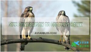 size comparison to cooper's hawk