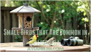 small birds that are common in california
