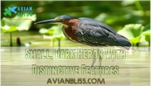 small, dark heron with distinctive features