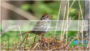 song sparrow