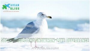 stocky build and snowman-like appearance