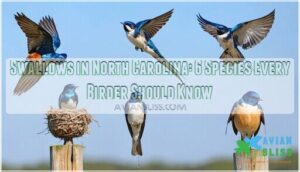 swallows in north carolina
