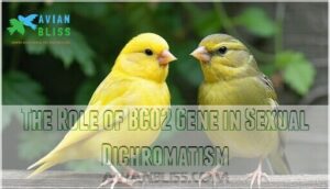 the role of bco2 gene in sexual dichromatism