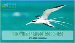 the white-tailed tropicbird