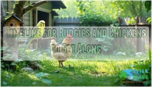 timeline for budgies and chickens to get along