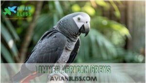 timneh african greys