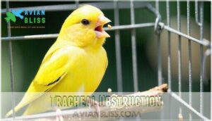 tracheal obstruction