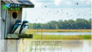 tree swallow
