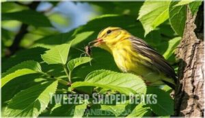 tweezer shaped beaks