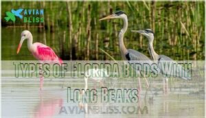 types of florida birds with long beaks