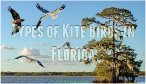 types of kite birds in florida