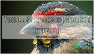 visible symptoms of finch eye infection