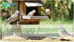 visitors to bird feeding stations