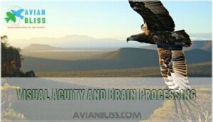 visual acuity and brain processing