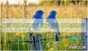 western bluebird behavior and ecology