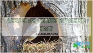 where do ash-throated flycatchers nest