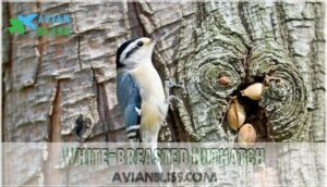 white-breasted nuthatch