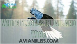 white flashes in tail and wing