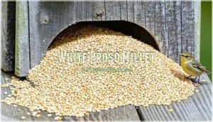 white proso millet white proso millet