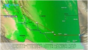 white-winged dove range map