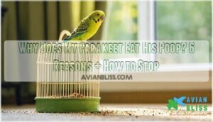 why does my parakeet eat his poop