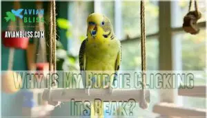 why is my budgie clicking its beak