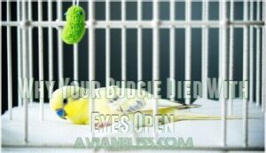 why your budgie died with eyes open