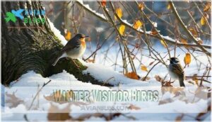 winter visitor birds