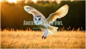 american barn owl