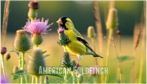 american goldfinch