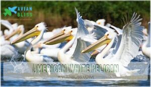 american white pelican