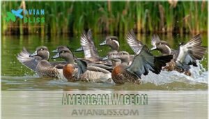 american wigeon