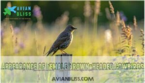 appearance of female brown-headed cowbirds