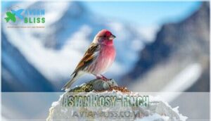 asian rosy-finch