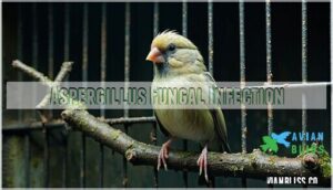 aspergillus fungal infection