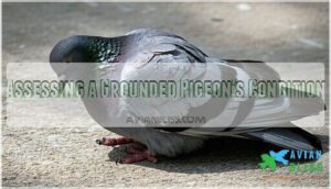assessing a grounded pigeon's condition