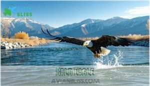 bald eagle