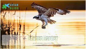banded osprey