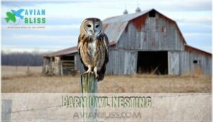 barn owl nesting