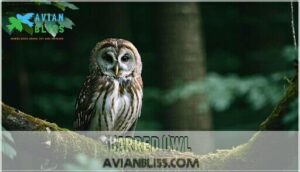 barred owl