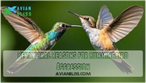 behavioral reasons for hummingbird aggression