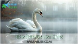 birds grieving lost mates