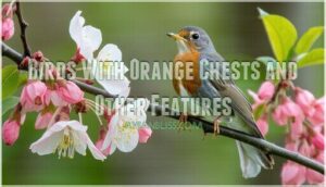 birds with orange chests and other features