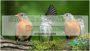 birds with orange chests and white markings