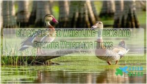 black-bellied whistling-ducks and fulvous whistling ducks