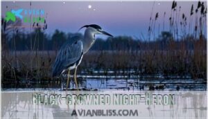 black-crowned night-heron
