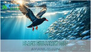 black guillemot diet