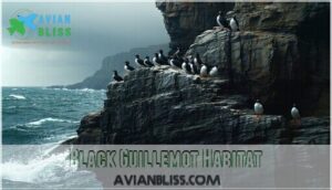 black guillemot habitat