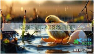 black rail conservation