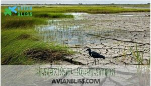 black rail population